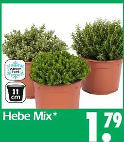 Wreesmann Hebe mix Angebot