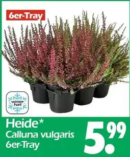 Wreesmann Heide calluna vulgaris Angebot