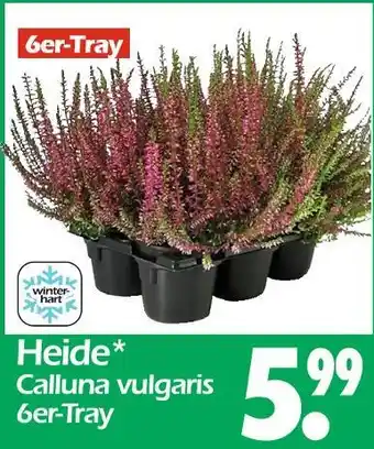 Wreesmann Heide calluna vulgaris Angebot