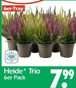 Wreesmann Heide trio Angebot