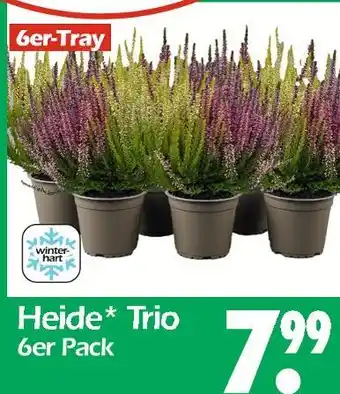 Wreesmann Heide trio Angebot