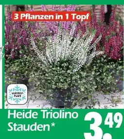 Wreesmann Heide triolino stauden Angebot