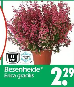 Wreesmann Besenheide erica gracilis Angebot