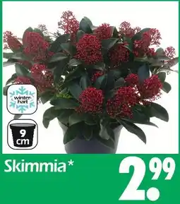Wreesmann Skimmia Angebot