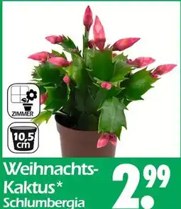 Wreesmann Weihnachts-kaktus Angebot
