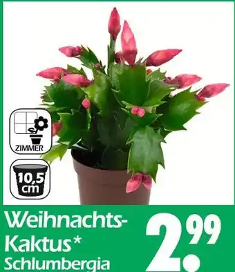 Wreesmann Weihnachts-kaktus Angebot