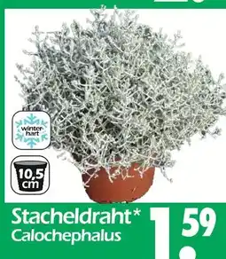 Wreesmann Stacheldraht Angebot