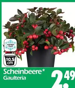 Wreesmann Scheinbeere Angebot