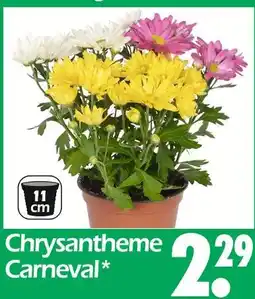 Wreesmann Chrysantheme carneval Angebot