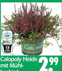 Wreesmann Calopoly heide mit mühlbecka Angebot