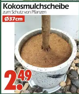Wreesmann Kokosmulchscheibe Angebot