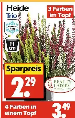 Wreesmann Beauty ladies heide trio 3 farben im topf Angebot