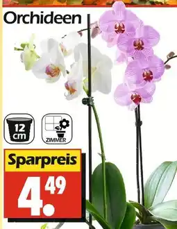 Wreesmann Orchideen Angebot