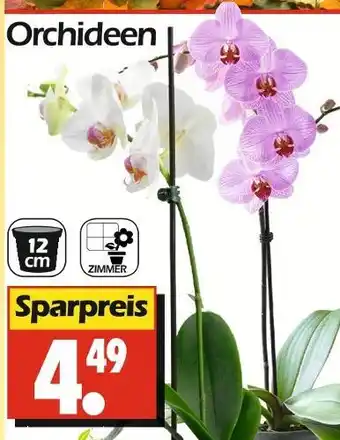 Wreesmann Orchideen Angebot