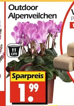 Wreesmann Outdoor alpenveilchen Angebot