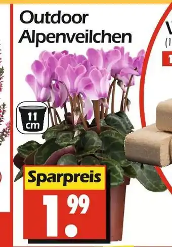 Wreesmann Outdoor alpenveilchen Angebot