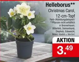 Zimmermann Helleborus christmas carol Angebot
