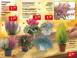 Zimmermann Knospenheide Angebot