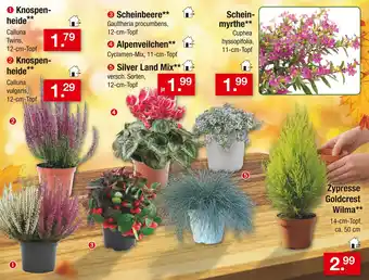 Zimmermann Knospenheide Angebot