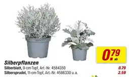 toom Baumarkt Silberblatt Angebot