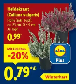 Lidl Heidekraut (Calluna vulgaris) Angebot