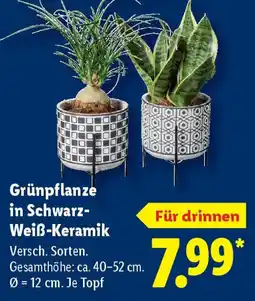 Lidl Grünpflanze in Schwarz- Weiß-Keramik Angebot