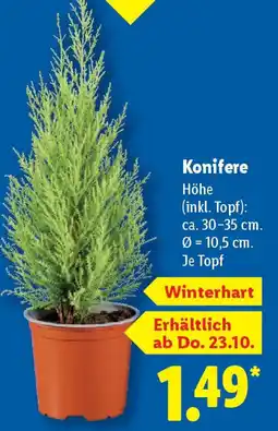Lidl Konifere Angebot