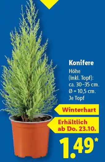 Lidl Konifere Angebot