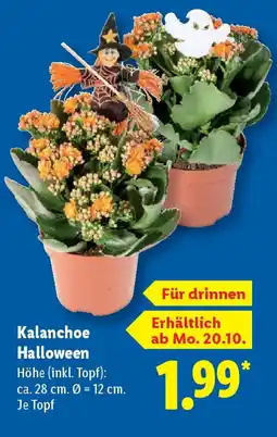 Lidl Kalanchoe Halloween Angebot