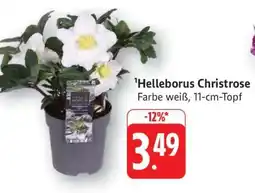 Edeka Helleborus Christrose Angebot