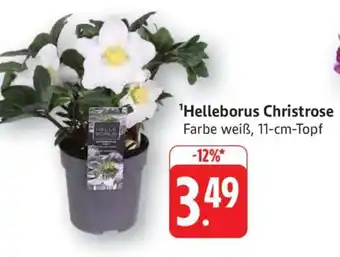 Edeka Helleborus Christrose Angebot