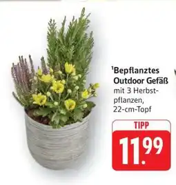 Edeka Bepflanztes Outdoor Gefäß Angebot
