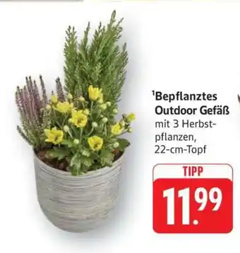 Edeka Bepflanztes Outdoor Gefäß Angebot