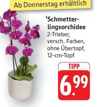 Edeka Schmetterlingsorchidee Angebot