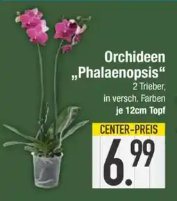 Edeka Orchideen Phalaenopsis Angebot