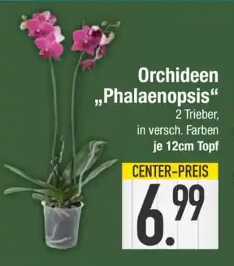 Edeka Orchideen Phalaenopsis Angebot