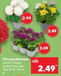 Kaufland Chrysanthemen Angebot