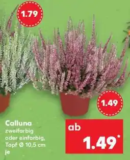 Kaufland Calluna Angebot