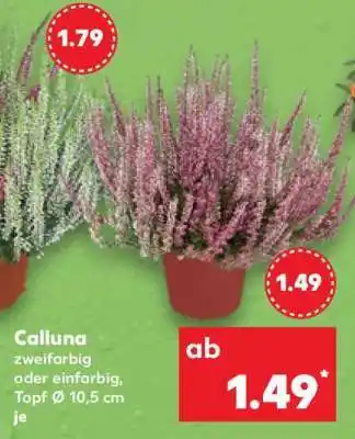 Kaufland Calluna Angebot