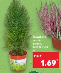 Kaufland Konifere Angebot
