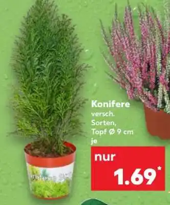 Kaufland Konifere Angebot