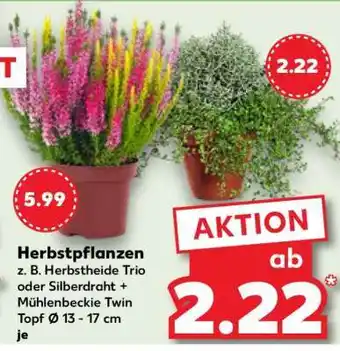 Kaufland Herbstpflanzen Angebot