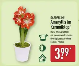 Aldi Nord GARDENLINE Amaryllis im Keramiktopf Angebot