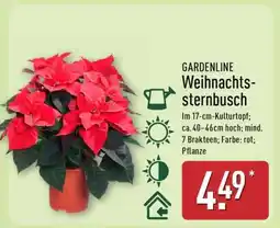 Aldi Nord GARDENLINE Weihnachtssternbusch Angebot