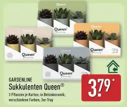 Aldi Nord Sukkulenten Queen Angebot