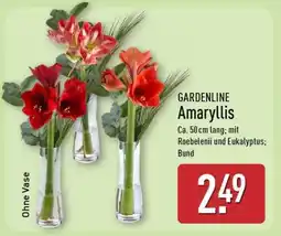 Aldi Nord GARDENLINE Amaryllis Angebot
