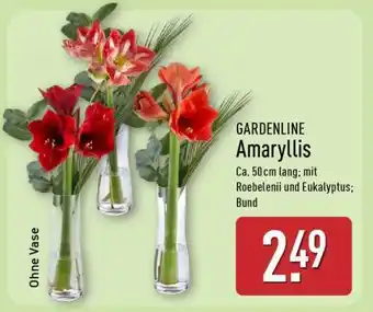 Aldi Nord GARDENLINE Amaryllis Angebot
