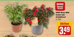 REWE REWE Beste Wahl Azalee oder Grünpflanze Angebot