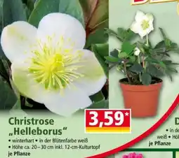 Norma Christrose „Helleborus“ Angebot