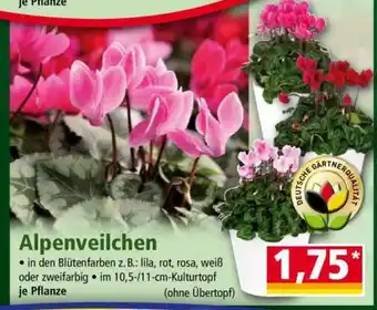 Norma Alpenveilchen Angebot
